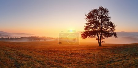 Foto de Árbol solo en el prado al atardecer con sol y niebla - panorama - Imagen libre de derechos