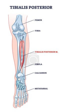 Illustration for Tibialis posterior muscle and human leg skeletal structure outline diagram. Labeled educational foot anatomy with femur, tibia, fibula or metatarsal location vector illustration. Long bones model. - Royalty Free Image