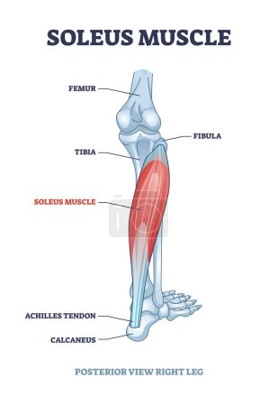 Illustration for Soleus muscle with anatomical leg bones skeletal structure outline diagram. Labeled educational scheme with posterior view of right human leg vector illustration. Human foot detailed description. - Royalty Free Image