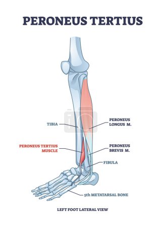 Illustration for Peroneus tertius leg muscle with longus and brevis location outline diagram. Labeled educational anatomical scheme with human foot skeletal and muscular system from lateral view vector illustration. - Royalty Free Image