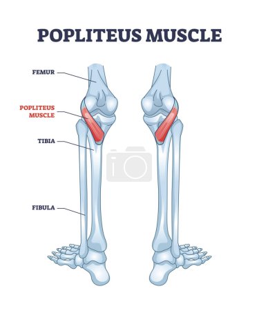 Illustration for Popliteus muscle as leg and knee muscular joint anatomy outline diagram. Labeled educational scheme with femur and tibia bones that is connected with popliteal muscular system vector illustration. - Royalty Free Image