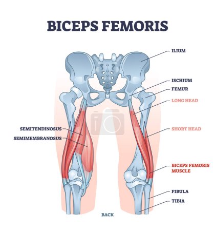 Illustration for Biceps femoris muscle with human leg and thigh structure outline diagram. Labeled educational medical physiology scheme with detailed bone anatomy vector illustration. Hamstrings muscular system. - Royalty Free Image