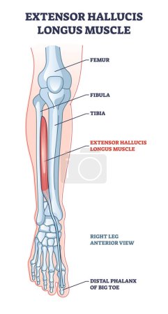 Illustration for Extensor hallucis longus muscle with foot skeletal system outline diagram. Labeled educational scheme with human feet physiology vector illustration. Right leg anterior view with big toe phalanx bone. - Royalty Free Image