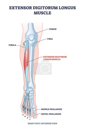 Illustration for Extensor digitorum longus muscle with foot skeletal system outline diagram. Labeled educational anatomy scheme with human feet right anterior view vector illustration. Middle and distal phalanges. - Royalty Free Image