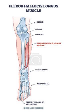 Illustration for Flexor hallucis longus muscle with human leg and foot bones outline diagram. Labeled educational physiology scheme with feet phalanges and metatarsal skeletal and muscular system vector illustration. - Royalty Free Image