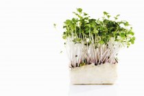 Daikon cress on white background — Stock Photo