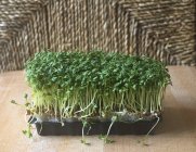 Garden cress in plastic punnet — Stock Photo