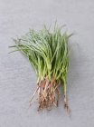 Fresh garlic chives — Stock Photo