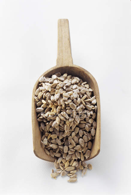 Scoop of Sunflower Seeds — Stock Photo