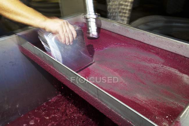 Cropped view of a hand scrapping red wine must in a basin — Stock Photo