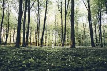 Bride holding bouquet in forest — Stock Photo