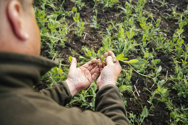 Farmer holding plant — Stock Photo