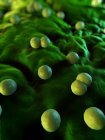 Bacterial infection of tissue lining — Stock Photo