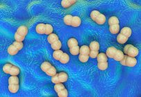 Staphylococcus epidermidis bacteria — Stock Photo