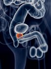 Male prostate anatomy — Stock Photo