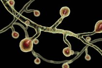 Colored digital illustration of Blastomyces dermatitidis fungus causing fungal infection. — Stock Photo