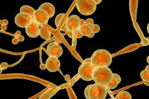 Digital artwork of unicellular yeast fungus Candida auris. — Stock Photo