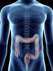 Illustration of colon in transparent male silhouette. — Stock Photo