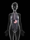 Grey silhouette of senior woman with highlighted stomach, medical illustration. — Stock Photo