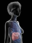 Illustration of senior woman silhouette showing liver on black background. — Stock Photo