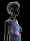 Grey senior female silhouette showing spleen in body, illustration. — Stock Photo