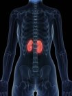 Illustration of inflamed kidneys in human body silhouette. — Stock Photo