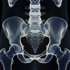 Illustration of sacrum in human skeleton. — Stock Photo