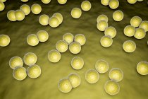 Colony of Micrococcus luteus bacteria on surface of nutrient medium, digital illustration. — Stock Photo