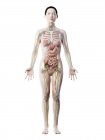 Human body model showing female anatomy with internal organs, digital 3d render illustration. — Stock Photo