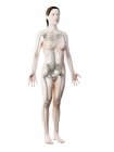 Female skeleton and ligaments in transparent body, computer illustration. — Stock Photo