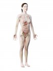 Human body model showing female anatomy with internal organs, digital 3d render illustration. — Stock Photo