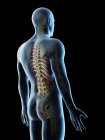 Male back anatomy and skeletal system, computer illustration. — Stock Photo