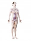 Female anatomy showing vascular system, digital illustration. — Stock Photo