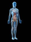 Human body model showing female anatomy with internal organs, digital 3d render illustration. — Stock Photo