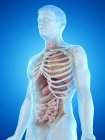 Realistic human body model showing male anatomy with internal organs behind ribs, digital illustration. — Stock Photo