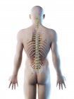 Male back anatomy and skeletal system, computer illustration. — Stock Photo