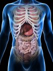 Realistic human body model showing male anatomy with internal organs behind ribs, digital illustration. — Stock Photo