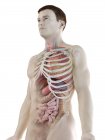 Realistic human body model showing male anatomy with internal organs behind ribs, digital illustration. — Stock Photo