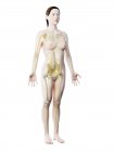 Female body silhouette with visible nervous system, computer illustration. — Stock Photo