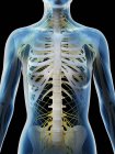 Nervous system of female upper body, computer illustration. — Stock Photo