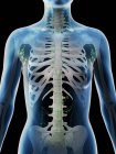 Female thoracic lymph nodes, computer illustration. — Stock Photo