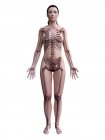 Female body silhouette with visible skeleton, digital illustration. — Stock Photo