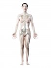 Female skeleton and ligaments in transparent body, computer illustration. — Stock Photo