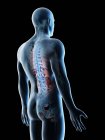 Male back anatomy and skeletal system, computer illustration. — Stock Photo