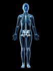 Female skeleton and ligaments in transparent body, computer illustration. — Stock Photo