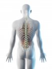 Male back anatomy and skeletal system, computer illustration. — Stock Photo