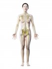 Female body silhouette with visible nervous system, computer illustration. — Stock Photo