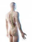 Male back anatomy and skeletal system, computer illustration. — Stock Photo