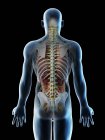 Male back anatomy and skeletal system, computer illustration. — Stock Photo