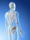 Male silhouette with visible back bones, computer illustration. — Stock Photo